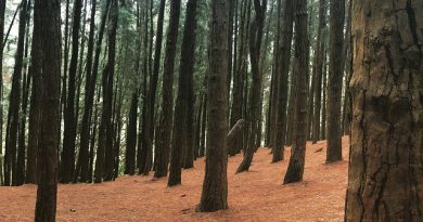 Vagamon - hill station