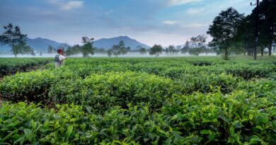 Tea plantations