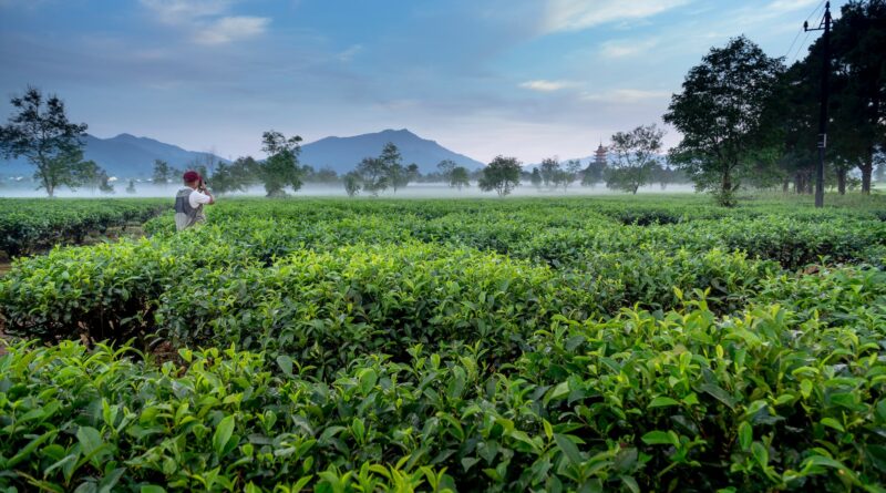 Tea plantations