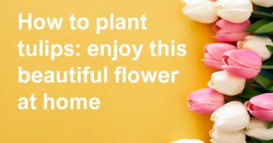plant tulips