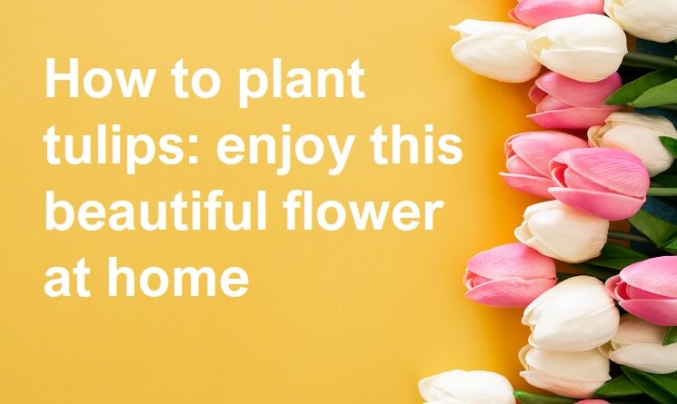 plant tulips
